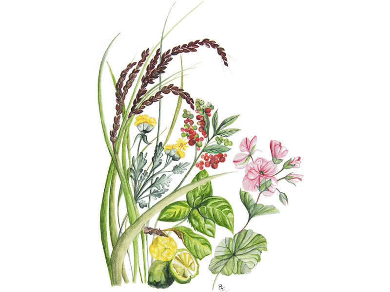 dott solari phitocomplex 25 Dott. Solari Phitocomplex illustration: features rice, basil, citrus, berries, yellow flowers, and pink geraniums, showcasing product lines.